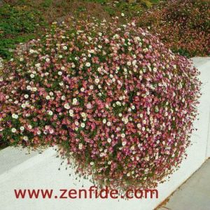 Sarkan papatya erigeron fidesi erigeron karvinskianus