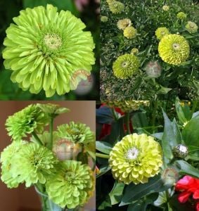 Yeşil kirli hanım tohumu zinnia elegans green envy