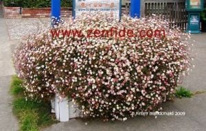 Sarkan papatya erigeron fidesi erigeron karvinskianus