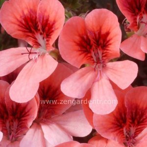 Somon melek gözü sardunya fidesi angeleyes orange pelorgonium crispum