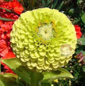 Yeşil kirli hanım tohumu zinnia elegans green envy