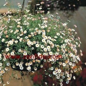 Sarkan papatya erigeron fidesi erigeron karvinskianus