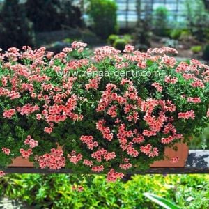 Somon melek gözü sardunya fidesi angeleyes orange pelorgonium crispum