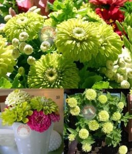Yeşil kirli hanım tohumu zinnia elegans green envy