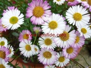 Sarkan papatya erigeron fidesi erigeron karvinskianus