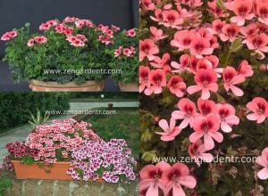 Somon melek gözü sardunya fidesi angeleyes orange pelorgonium crispum