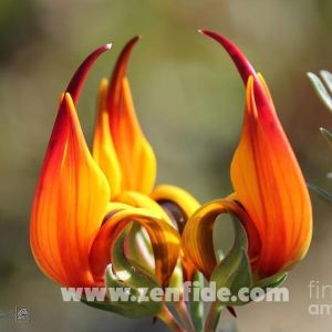 Lotus berthelotii fidesi ateş orkidesi çiçeği