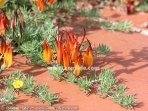 Lotus berthelotii fidesi ateş orkidesi çiçeği