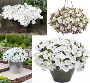 Beyaz yediveren petunya fidesi patio white 1 fide