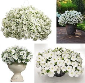 Beyaz yediveren petunya fidesi patio white 1 fide