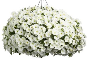 Beyaz yediveren petunya fidesi patio white 1 fide