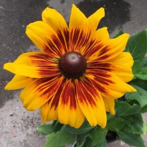 Zafer papatyası tohumu rudbeckia hirta gloriosa daisy
