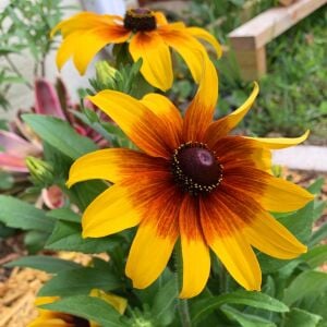 Zafer papatyası tohumu rudbeckia hirta gloriosa daisy