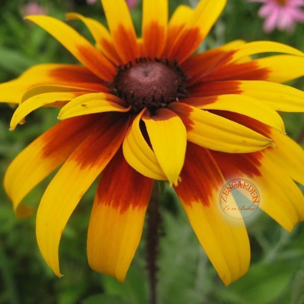 Zafer papatyası tohumu rudbeckia hirta gloriosa daisy