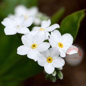 Beyaz unutma beni çiçeği myosotis alpestris bodur 30 cm