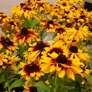 Zafer papatyası tohumu rudbeckia hirta gloriosa daisy