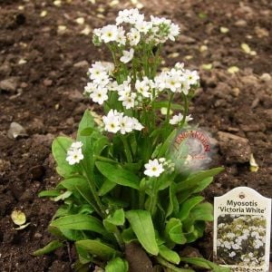 Beyaz unutma beni çiçeği myosotis alpestris bodur 30 cm