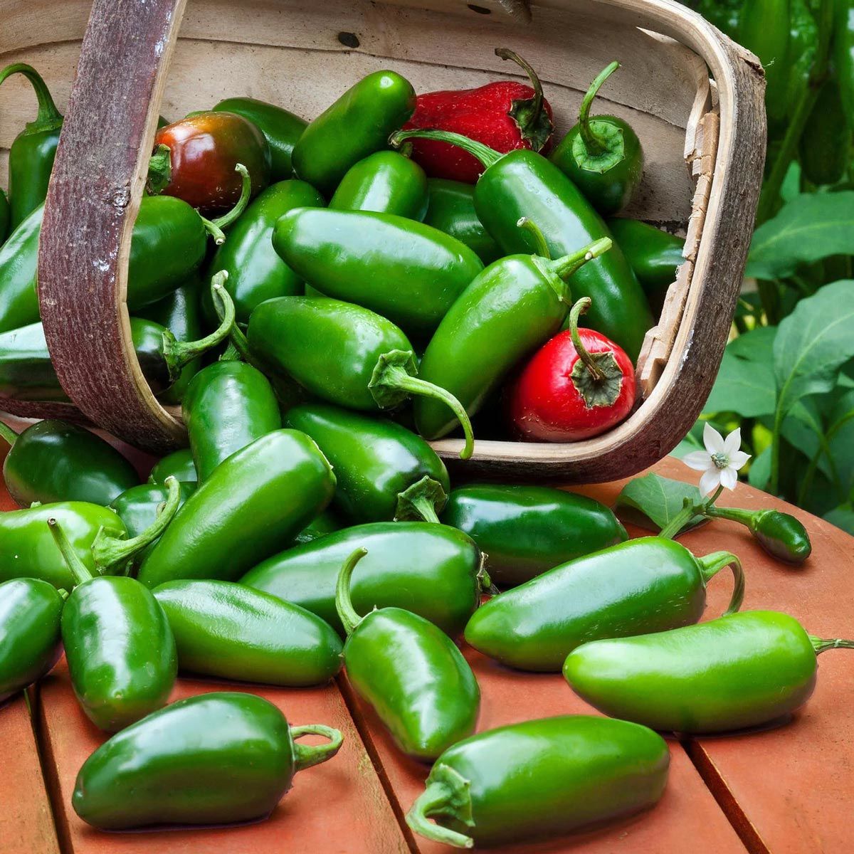 Tatlı jalapeno biberi tohumu jalapeno sweet