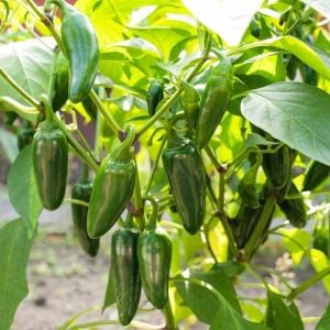 Tatlı jalapeno biberi tohumu jalapeno sweet