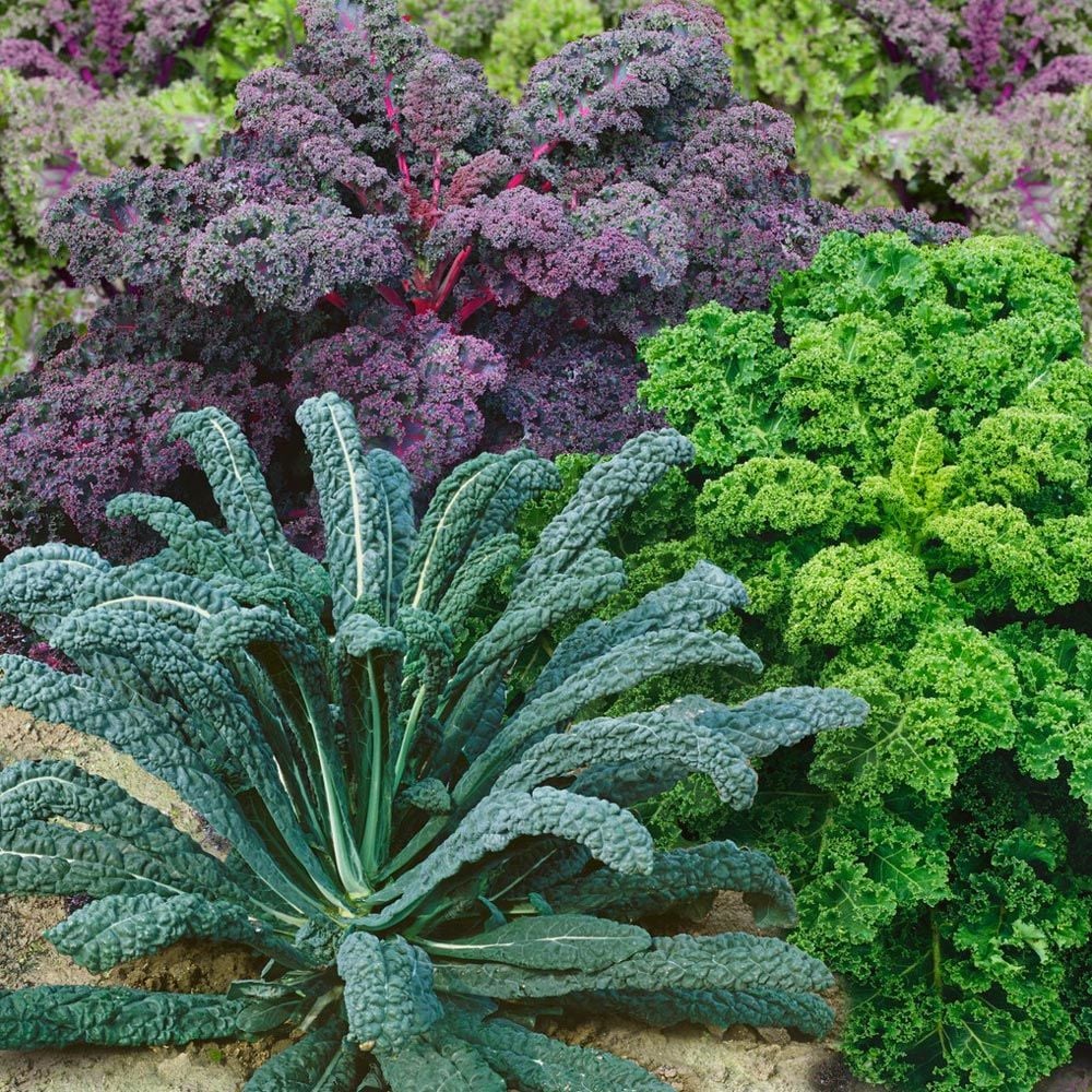 Gökkuşağı Kale Lahana tohumu karışımı Kale Kaleidoscope seeds