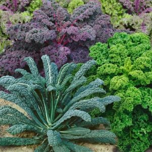 Gökkuşağı Kale Lahana tohumu karışımı Kale Kaleidoscope seeds