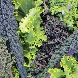 Gökkuşağı Kale Lahana tohumu karışımı Kale Kaleidoscope seeds