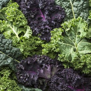 Gökkuşağı Kale Lahana tohumu karışımı Kale Kaleidoscope seeds
