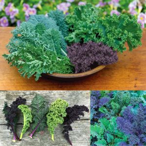 Gökkuşağı Kale Lahana tohumu karışımı Kale Kaleidoscope seeds