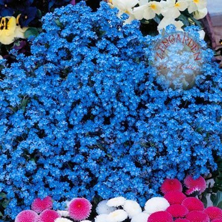 Mavi beni unutma çiçeği tohumu myosotis alpestris bodur 15 cm