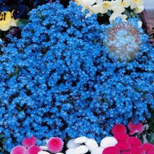 Mavi beni unutma çiçeği tohumu myosotis alpestris bodur 15 cm