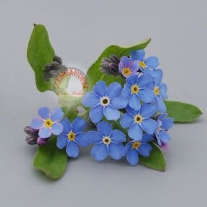 Mavi beni unutma çiçeği tohumu myosotis alpestris bodur 15 cm