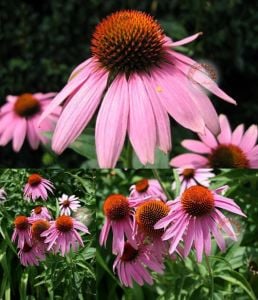 Şifalı ekinezya tohumu dar yapraklı echinacea angustifolia narrow leaf