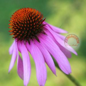 Şifalı ekinezya tohumu dar yapraklı echinacea angustifolia narrow leaf