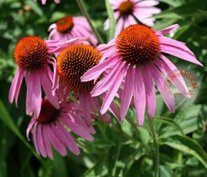 Şifalı ekinezya tohumu dar yapraklı echinacea angustifolia narrow leaf
