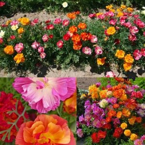 Katmerli gelincik tohumu renkli karışım escholzia californica