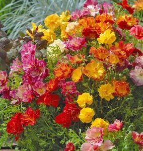Katmerli gelincik tohumu renkli karışım escholzia californica