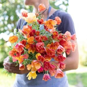 Katmerli gelincik tohumu renkli karışım eschscholzia californica
