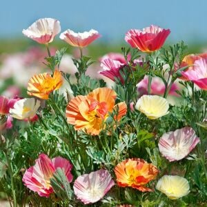 Katmerli gelincik tohumu renkli karışım eschscholzia californica