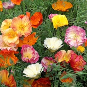 Katmerli gelincik tohumu renkli karışım eschscholzia californica