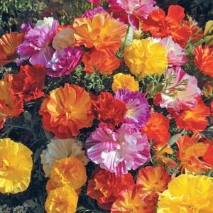 Katmerli gelincik tohumu renkli karışım escholzia californica