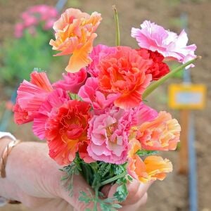 Katmerli gelincik tohumu renkli karışım escholzia californica