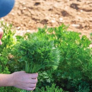 Menuette maydanoz tohumu dereotu yapraklı çeşit