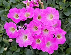 Pembe sarkan petunya fidesi pegasus pink 1 fide