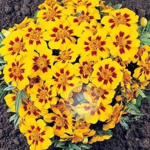 Fransız kadife çiçeği tohumu tagetes patula