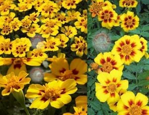 Fransız kadife çiçeği tohumu tagetes patula