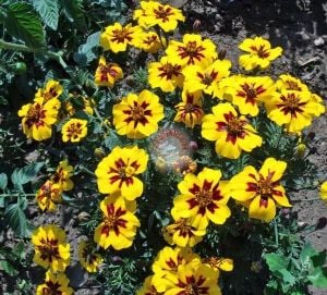 Fransız kadife çiçeği tohumu tagetes patula