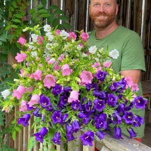 Campanula Canterbury Bells çiçeği fidesi