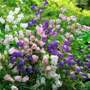 Campanula Canterbury Bells çiçeği fidesi