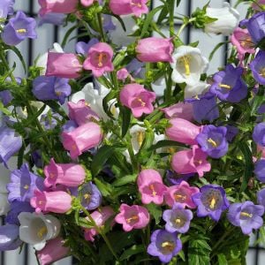 Campanula Canterbury Bells çiçeği fidesi