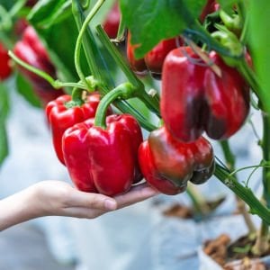 Kırmızı dolmalık biber tohumu big red sweet pepper